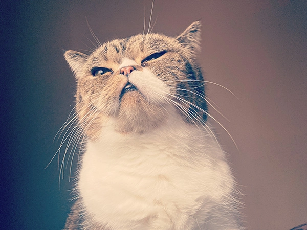 cat